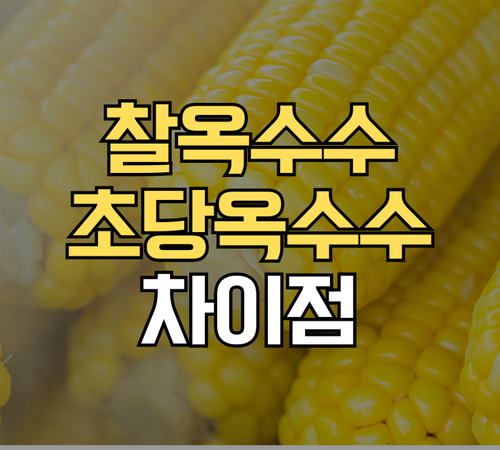 찰옥수수 초당옥수수 차이점