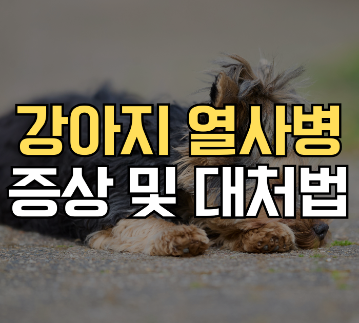 강아지 열사병 증상 및 대처법