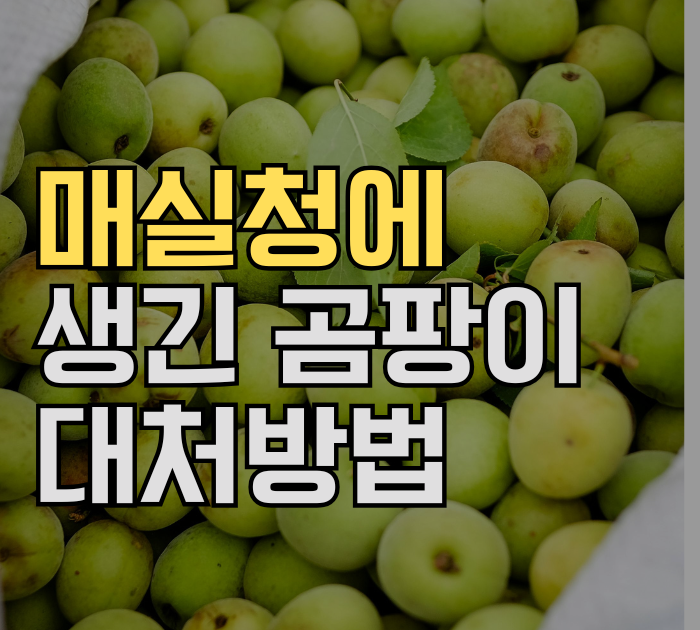 매실청에 생긴 곰팡이 대처방법